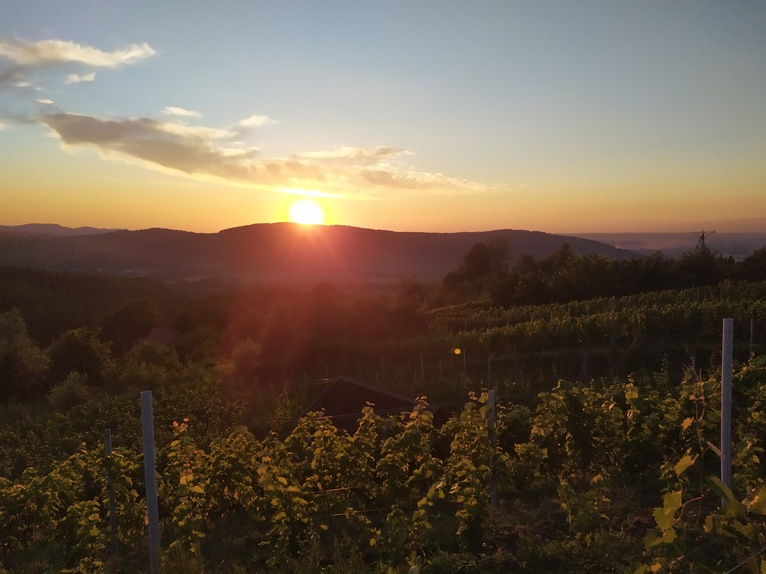 wINNICA GIEROWA 1 scaled